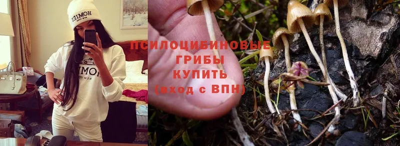 наркота  Армавир  Галлюциногенные грибы Cubensis 